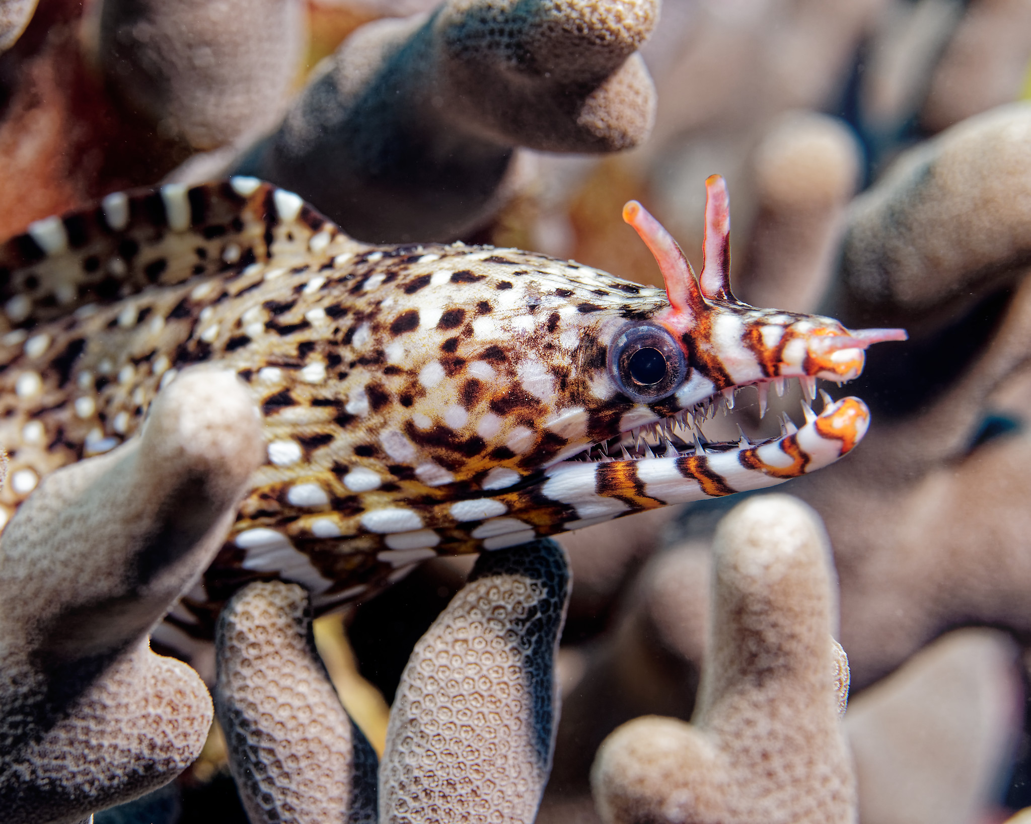 Fish Fish Fish - Wild InSights