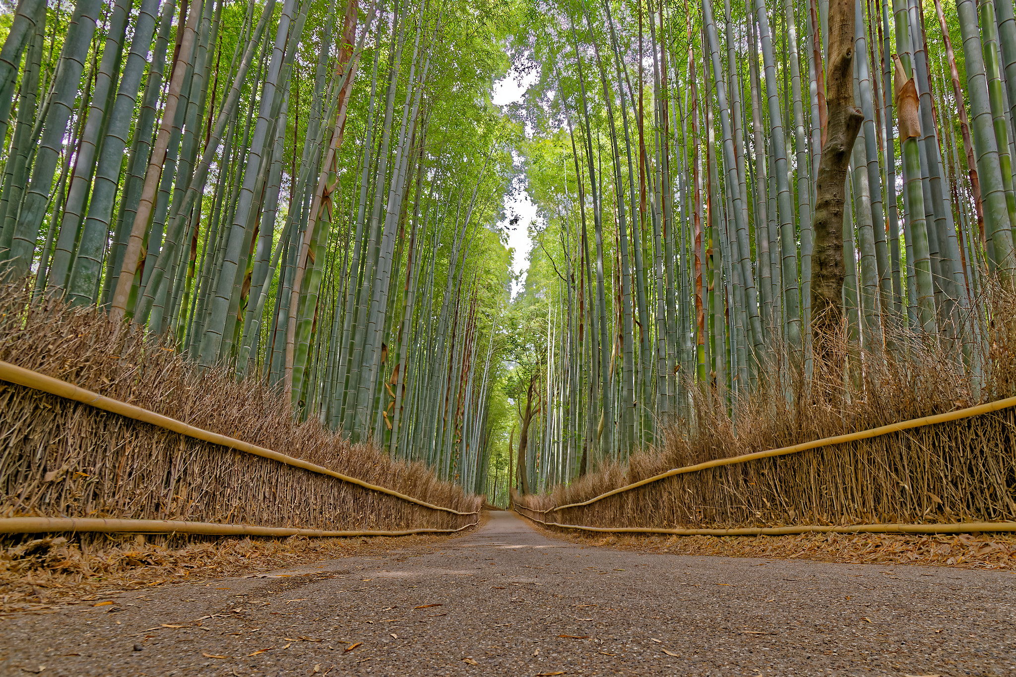 A natural forest of mōsō bamboo (Phyllostachys edulis) in Arashiyama, Kyoto, Japan.