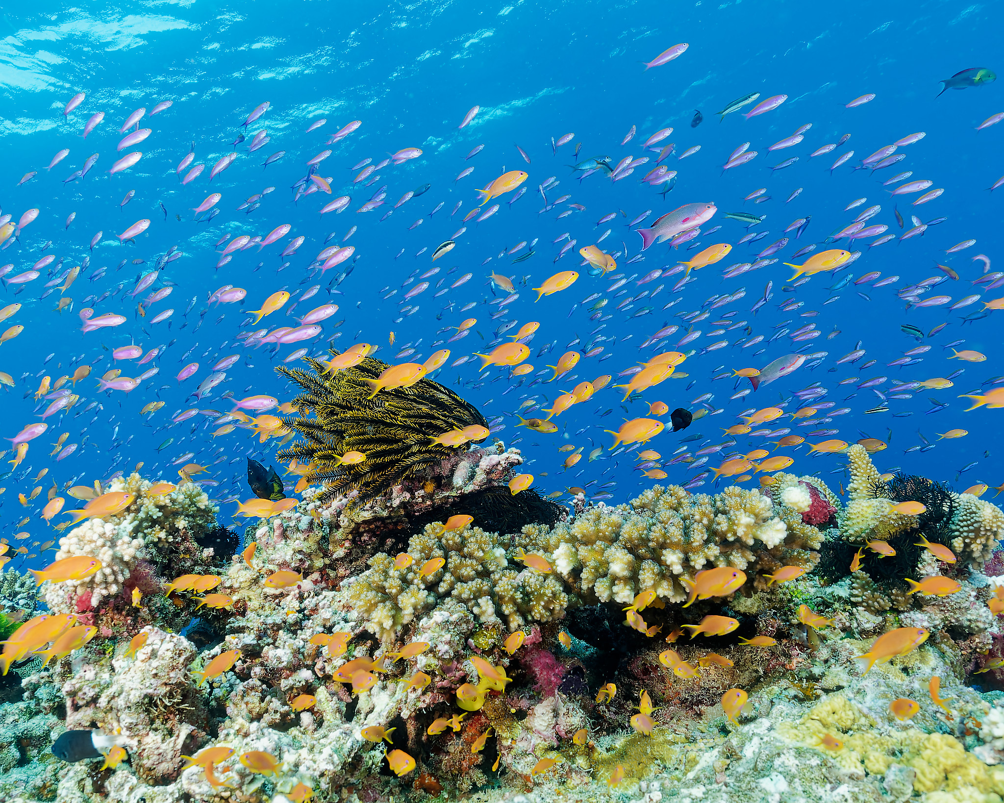 Fiji reef scene